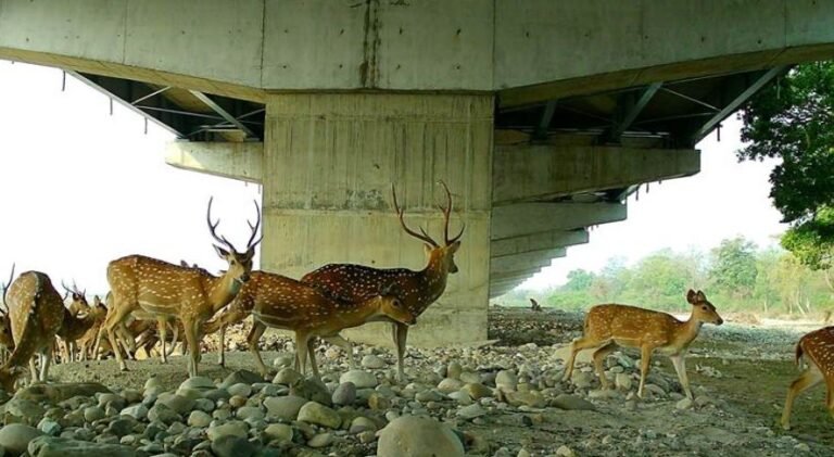NHAI and WII Study Highlights Effectiveness of Wildlife Mitigation Measures on Delhi–Dehradun Economic Corridor.